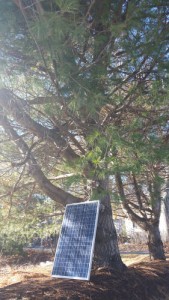 Solar Panels vs Trees