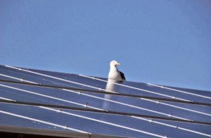 Solar Panels and Bird Poo